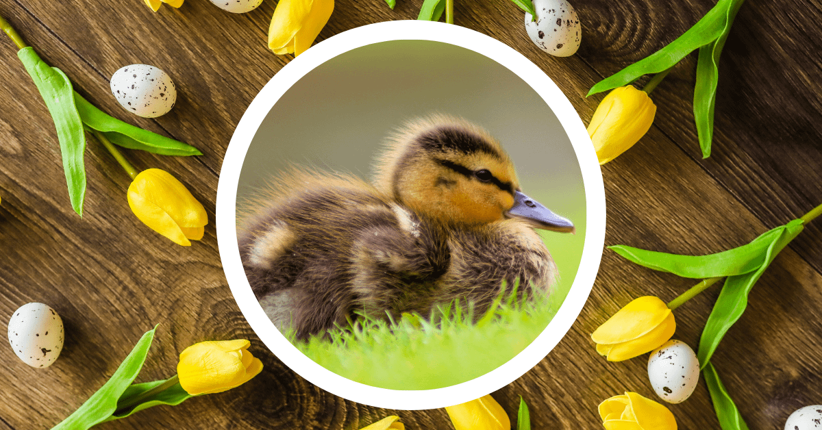 spring, duckling, babies