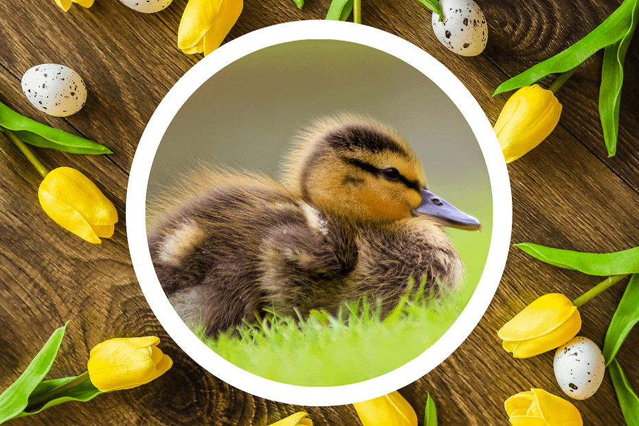 spring, duckling, babies