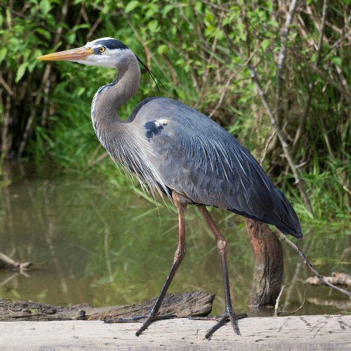 Great Blue Herons are common throughout the state