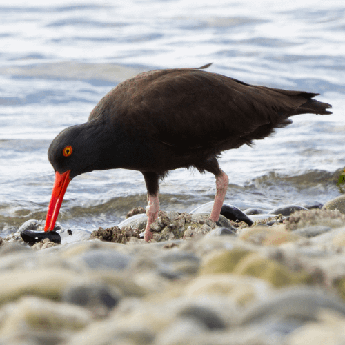 Black Oystercatchers can be seen year-round on the Oregon Coast.