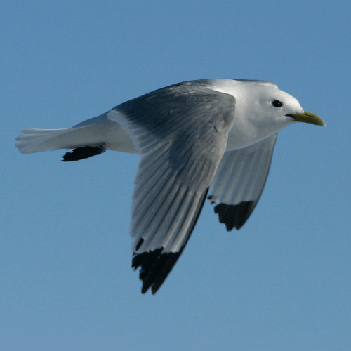 Kittiwakes are common off the Oregon Coast during the winter.