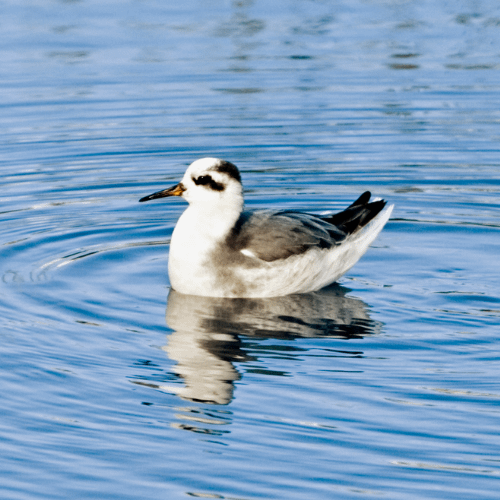 Red phalaropes are pelagic birds, and can be found off the Oregon Coast during migration.