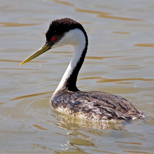 Western grebes migrate to the Oregon Coast in the winter.